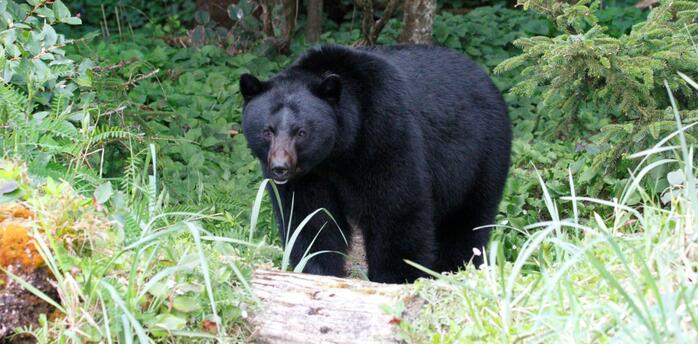 Black bear standing in dense green forest vegetation