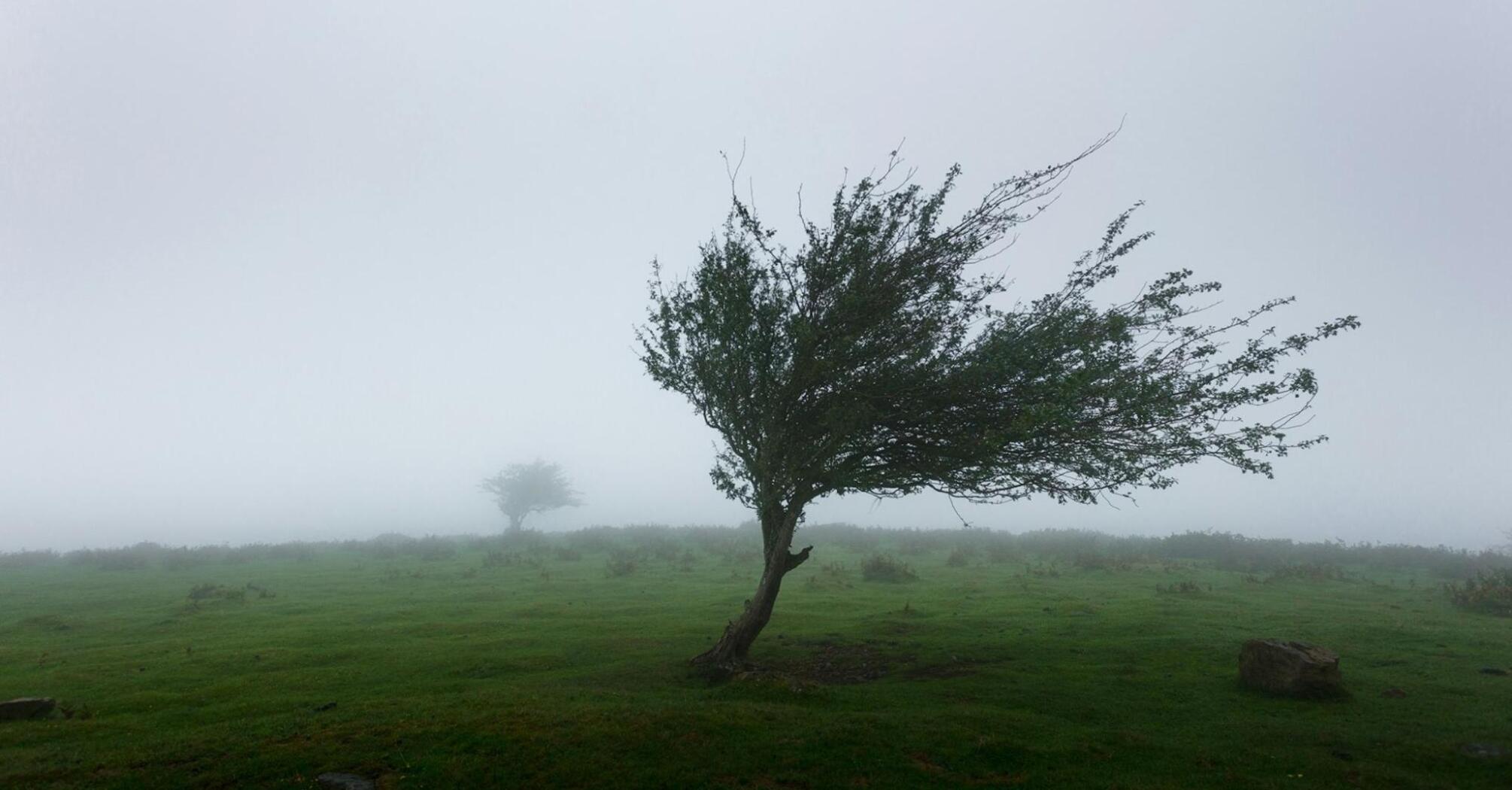 Tree bent by strong winds in dense coastal fog