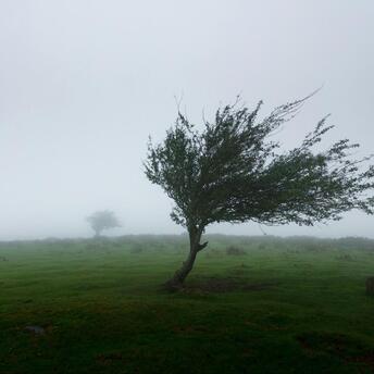 Tree bent by strong winds in dense coastal fog