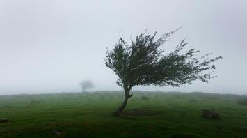 Tree bent by strong winds in dense coastal fog