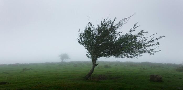 Tree bent by strong winds in dense coastal fog
