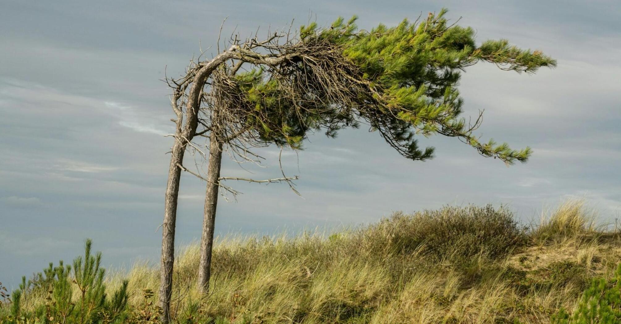 Bent pine trees shaped by strong winds on a grassy hillside under cloudy skies