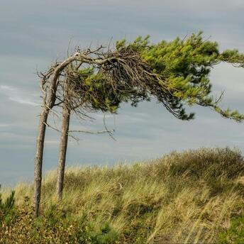 Bent pine trees shaped by strong winds on a grassy hillside under cloudy skies