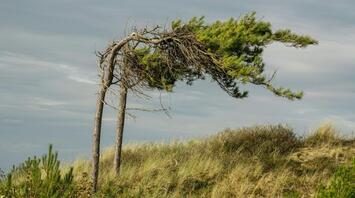 Bent pine trees shaped by strong winds on a grassy hillside under cloudy skies