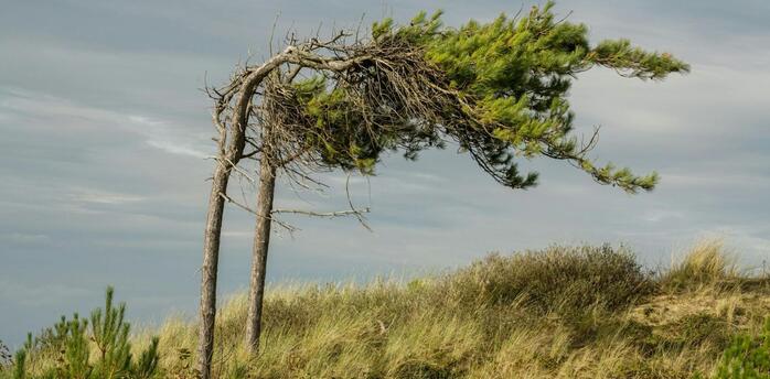 Bent pine trees shaped by strong winds on a grassy hillside under cloudy skies