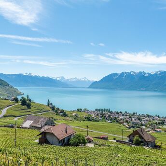 A vineyards overlooking Lake Geneva