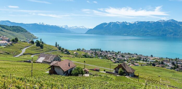 A vineyards overlooking Lake Geneva