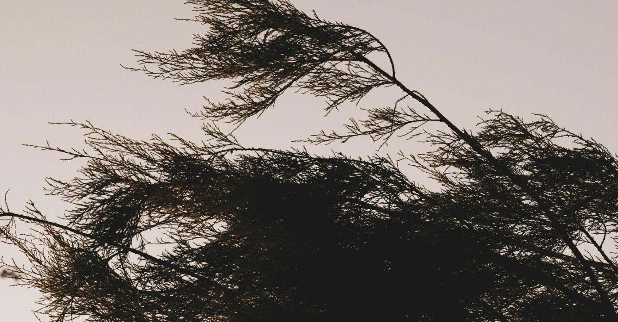 Wind-bent tree branches during strong gusts