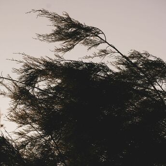 Wind-bent tree branches during strong gusts