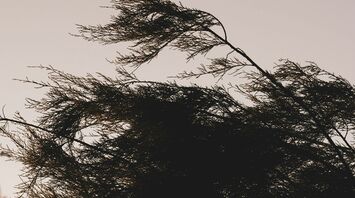 Wind-bent tree branches during strong gusts