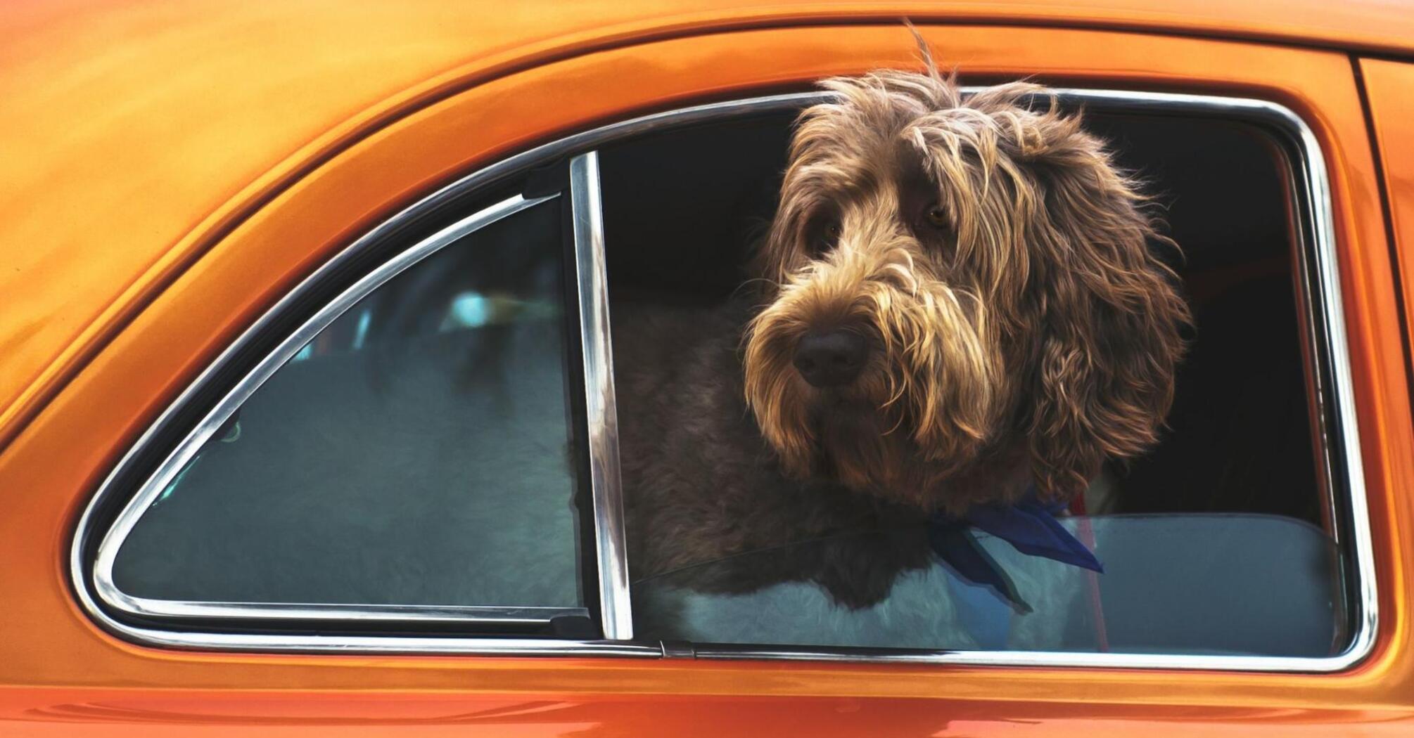 Dog sitting inside a parked car at an airport parking area.