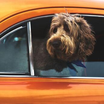 Dog sitting inside a parked car at an airport parking area.