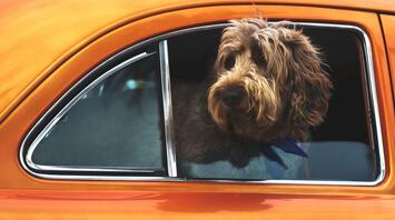Dog sitting inside a parked car at an airport parking area.