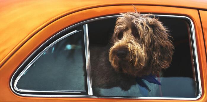 Dog sitting inside a parked car at an airport parking area.