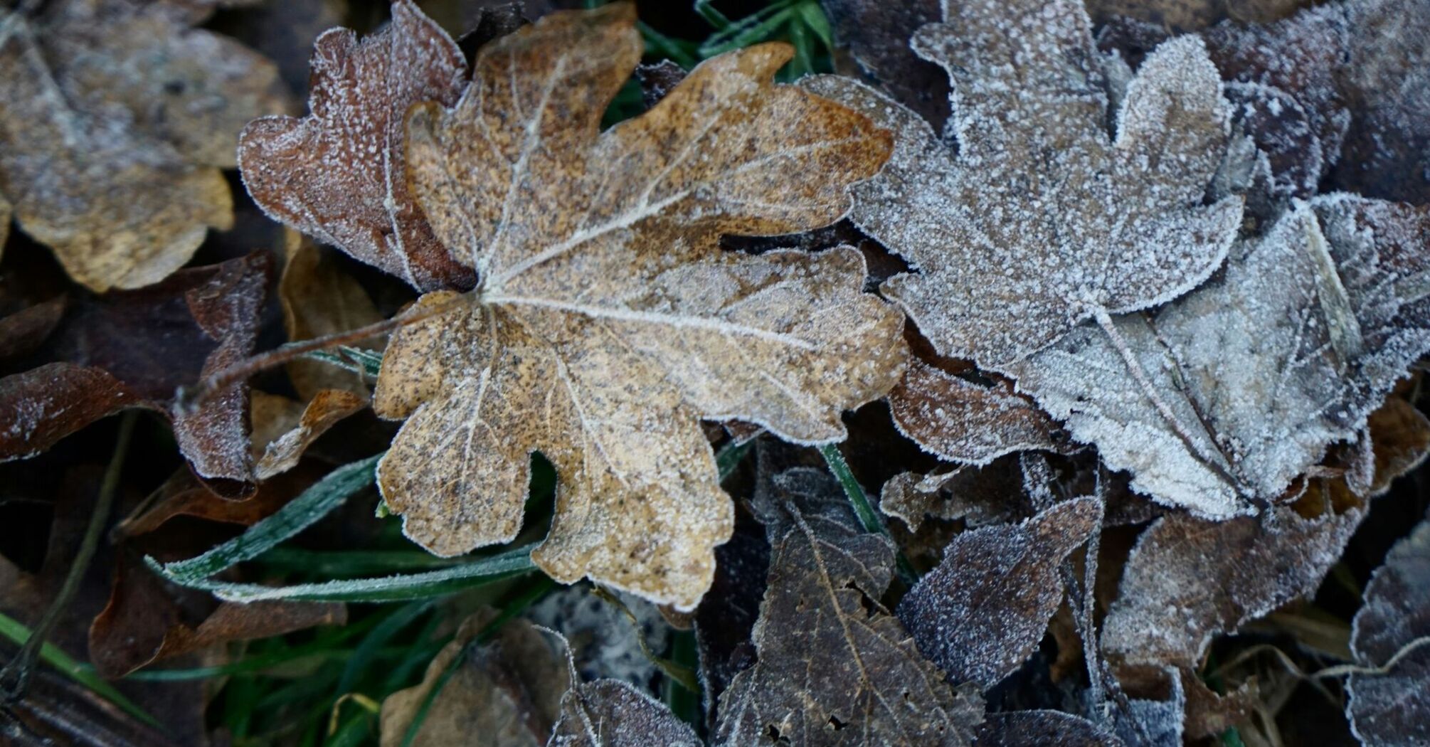 Frost-covered leaves lying on the ground