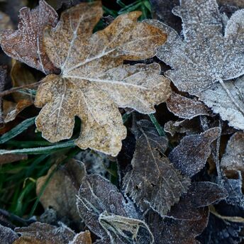 Frost-covered leaves lying on the ground