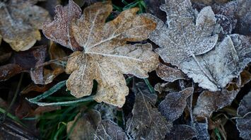Frost-covered leaves lying on the ground