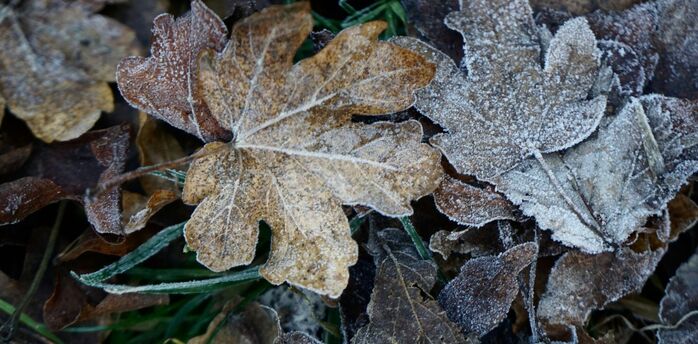 Frost-covered leaves lying on the ground