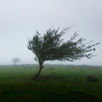 A lone tree bending under strong winds in a foggy landscape