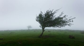 A lone tree bending under strong winds in a foggy landscape