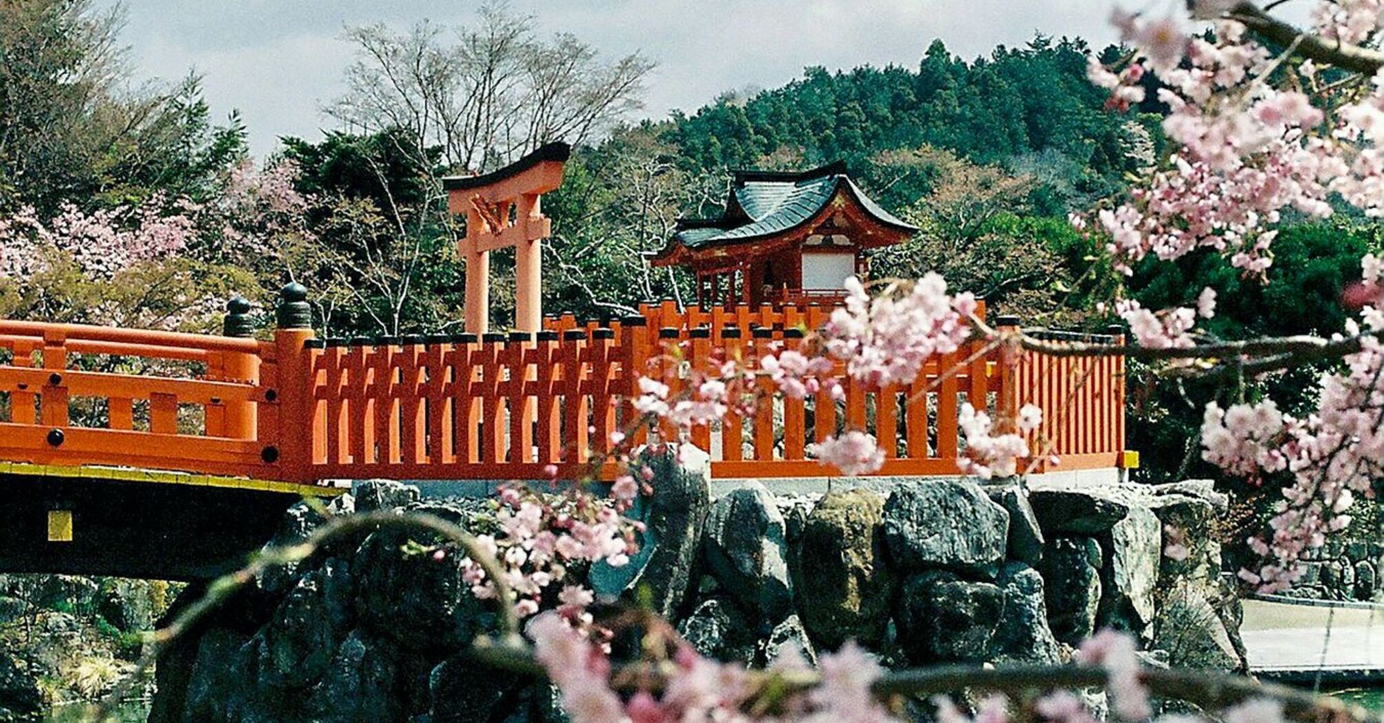 A traditional Japanese shrine and red bridge framed by blooming cherry blossoms over a turquoise river