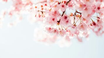 Soft pink cherry blossoms against a bright sky
