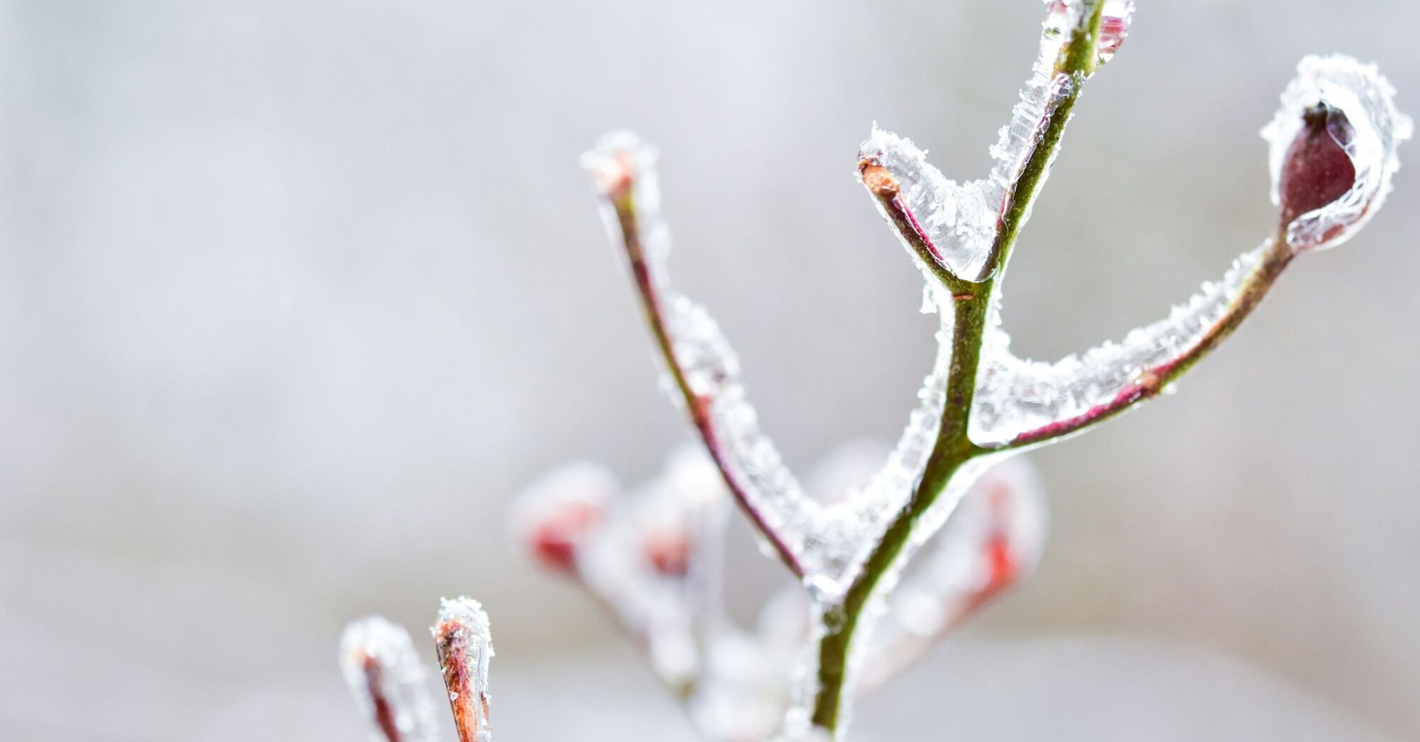 Close-up of a frost-covered plant branch in winter