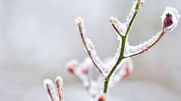 Close-up of a frost-covered plant branch in winter
