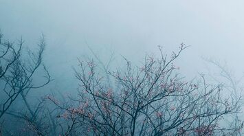 Bare tree branches with pink blossoms partially obscured by dense morning fog