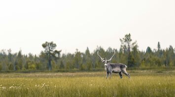 Reindeer standing in a summer meadow in Lapland