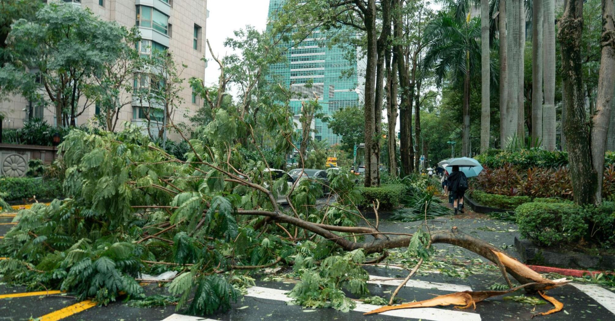 Fallen tree blocks city street after typhoon