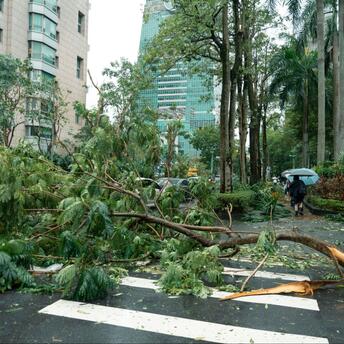 Fallen tree blocks city street after typhoon