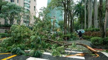 Fallen tree blocks city street after typhoon
