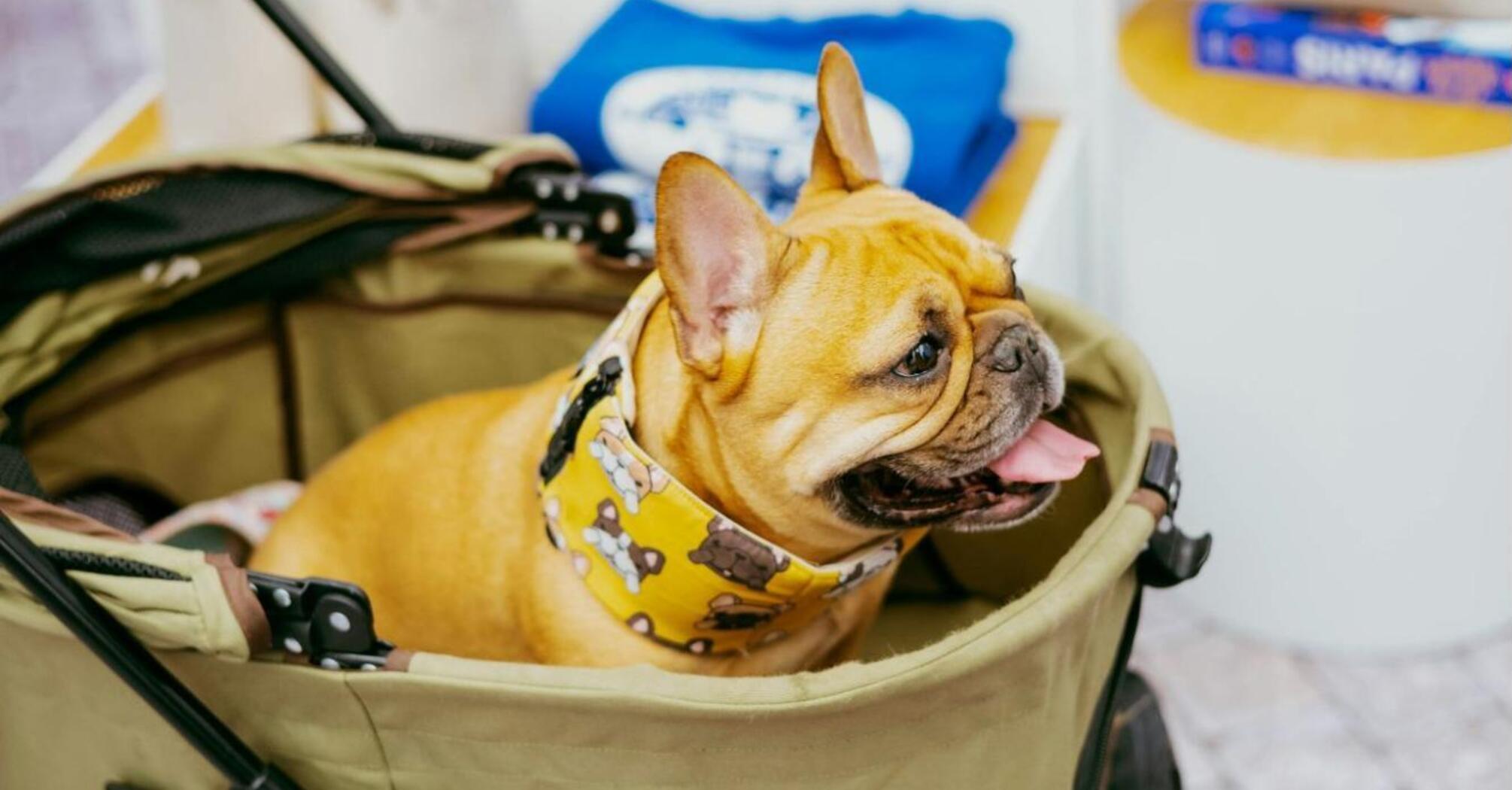 French Bulldog sitting in a stroller indoors