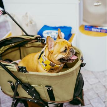 French Bulldog sitting in a stroller indoors