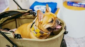 French Bulldog sitting in a stroller indoors