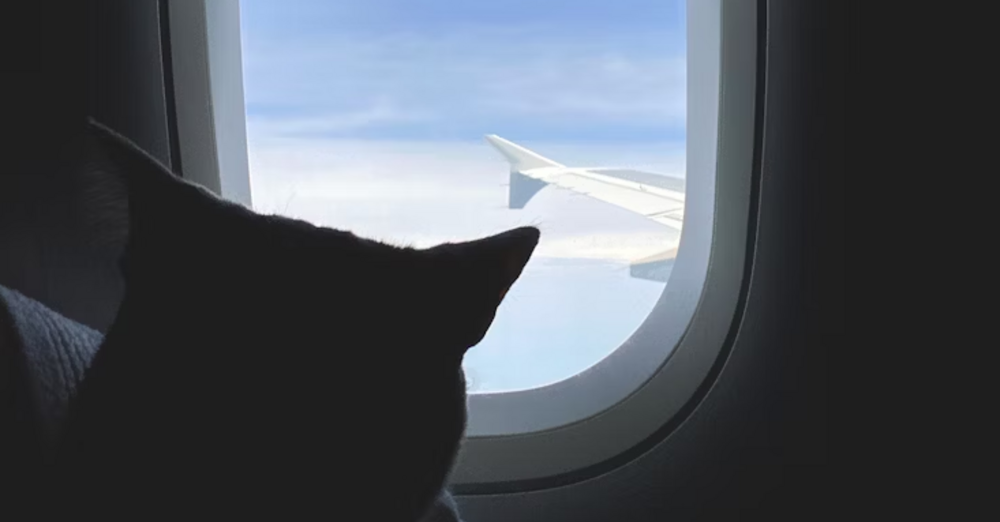Cat looking out airplane window during flight