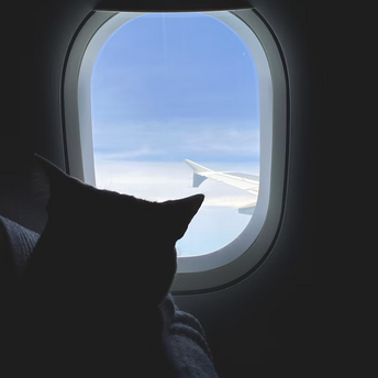 Cat looking out airplane window during flight