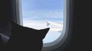 Cat looking out airplane window during flight