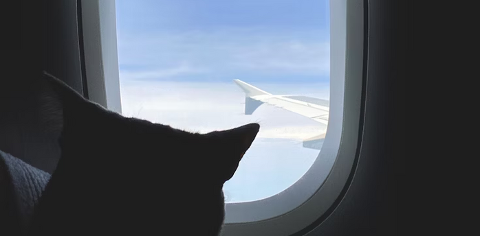 Cat looking out airplane window during flight