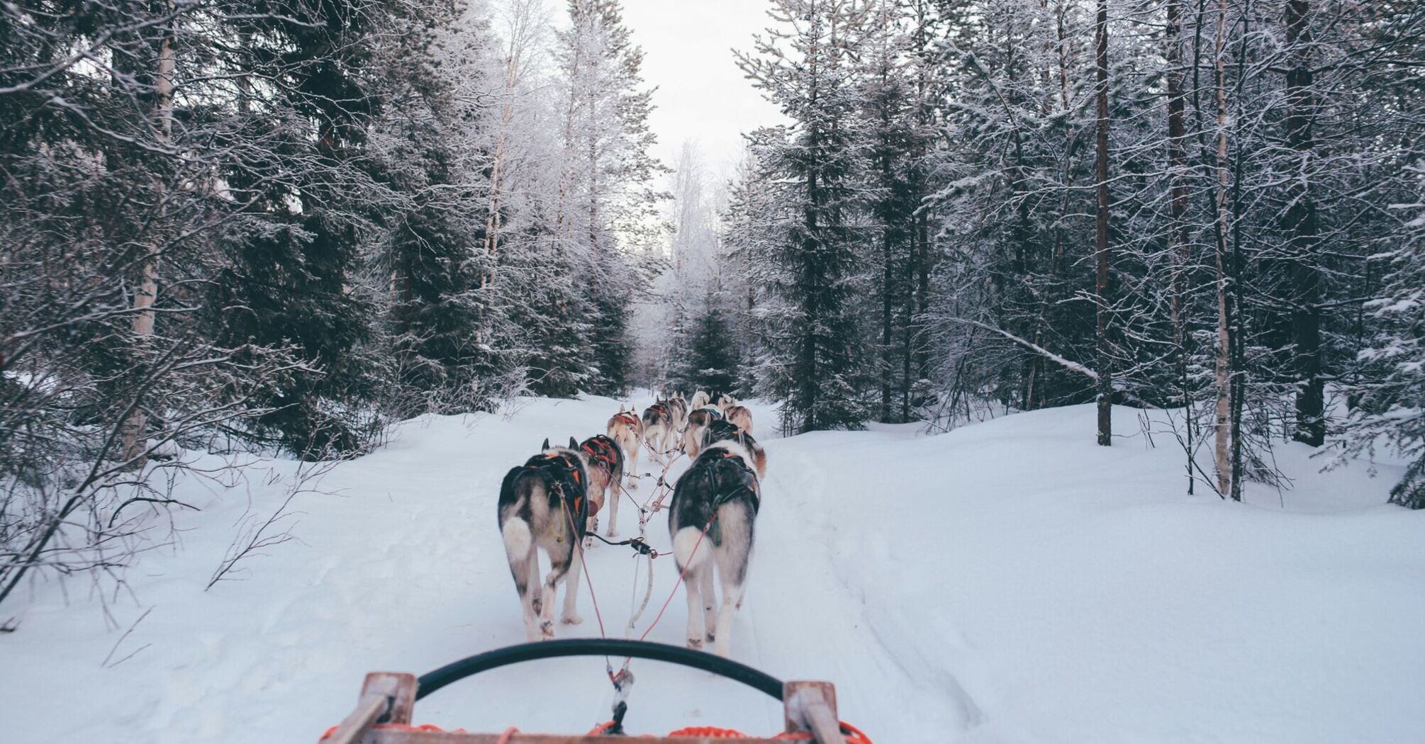 Husky team pulling a sled through a snowy forest trail.