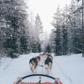 Husky team pulling a sled through a snowy forest trail.