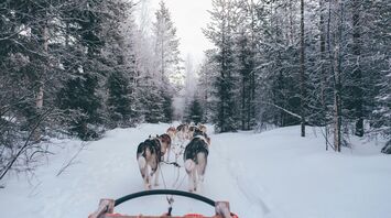 Husky team pulling a sled through a snowy forest trail.