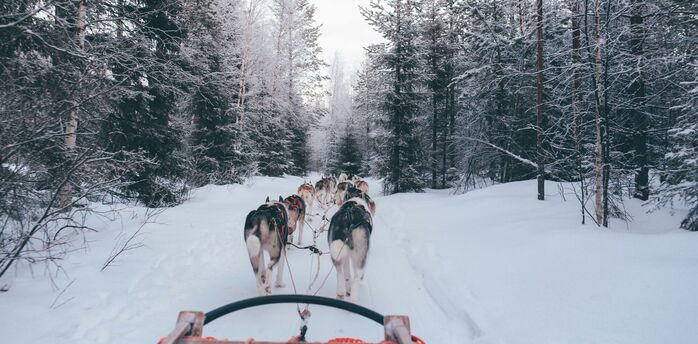 Husky team pulling a sled through a snowy forest trail.