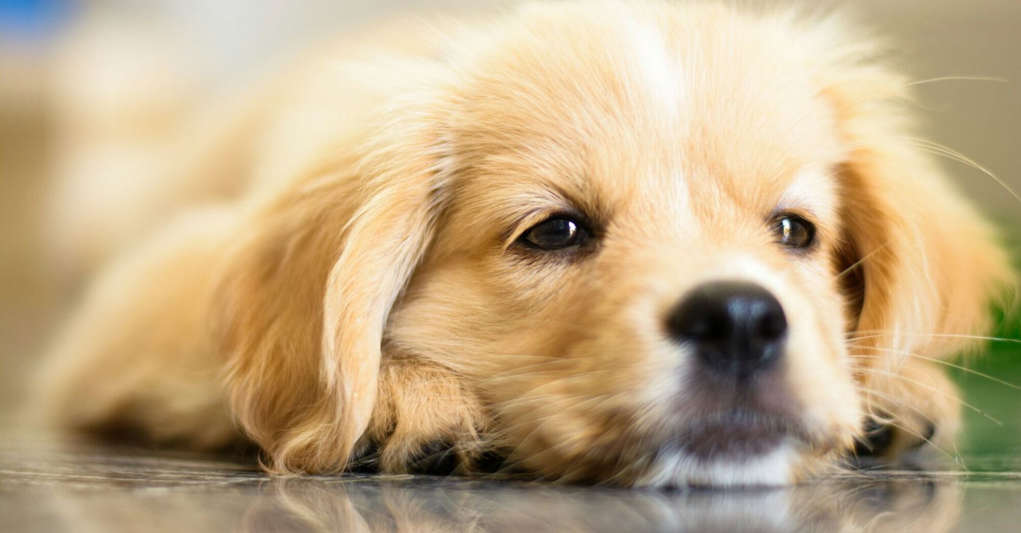 Close-up of a relaxed puppy lying down