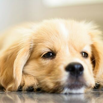 Close-up of a relaxed puppy lying down