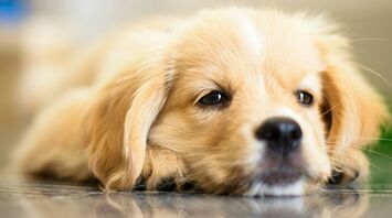 Close-up of a relaxed puppy lying down