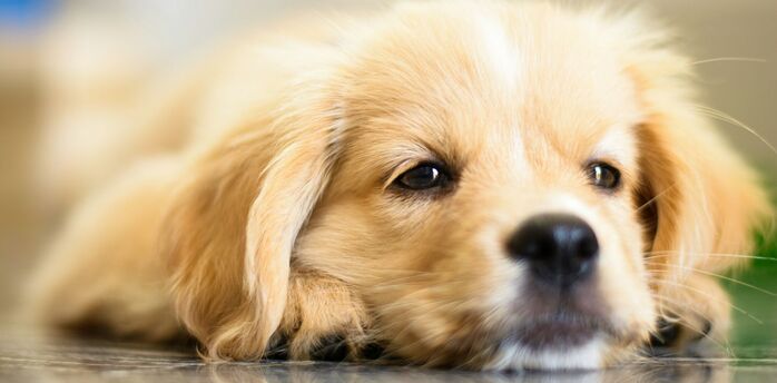 Close-up of a relaxed puppy lying down