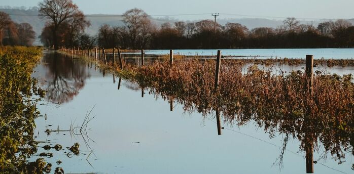 Flooded area beside fields and trees