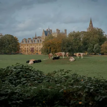 Cattle grazing in parkland near historic Oxfordshire buildings